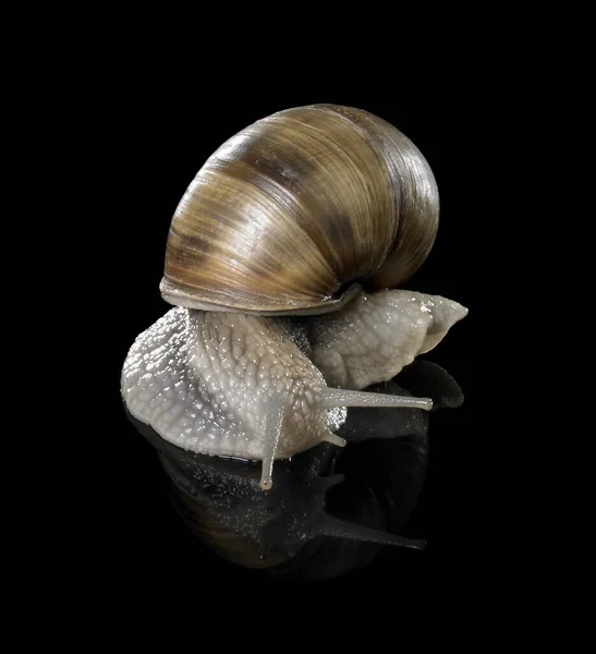 Studio Photography Grapevine Snail Creeping Black Reflective Back — Stock Photo, Image