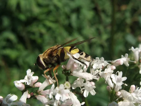 Sideways Shot Showing Hover Fly Sitting Some Flowers — Stock Photo, Image