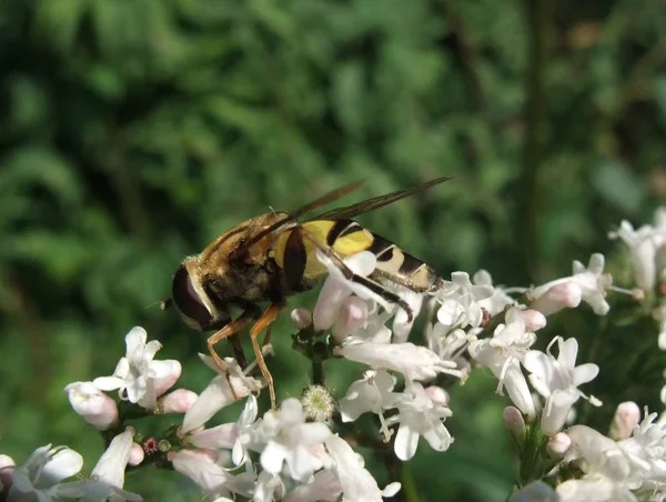 Seitliche Aufnahme Die Eine Schwebfliege Zeigt Die Auf Einigen Blumen — Stockfoto