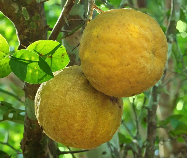 Particolare Scatto Che Mostra Due Frutti Gialli Alla Repubblica Dominicana — Foto Stock