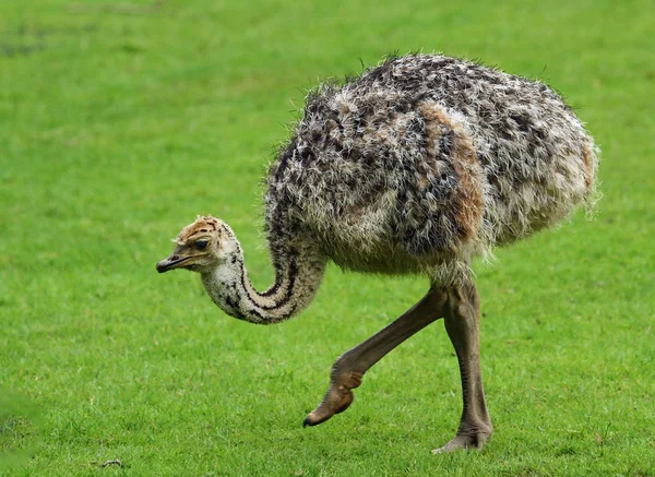 Vacker Utsikt Över Vackra Strutsar Naturen — Stockfoto