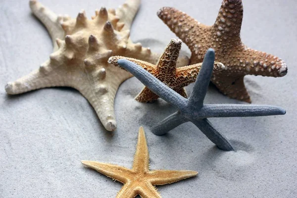 Mořská Hvězdice Vodní Tvor — Stock fotografie