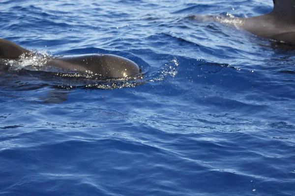 Pez Ballena Piloto Agua Naturaleza — Foto de Stock