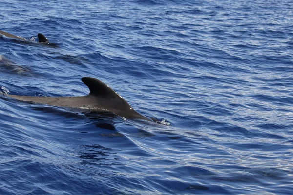 Pez Ballena Piloto Agua Naturaleza — Foto de Stock