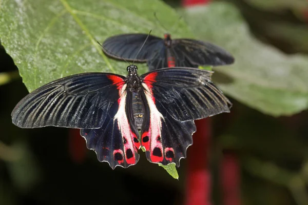 Бабочки Природе Бабочка Природе Бабочка — стоковое фото