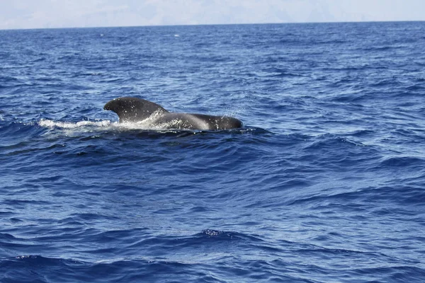 Pez Ballena Piloto Agua Naturaleza — Foto de Stock