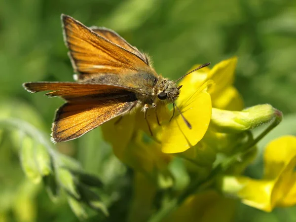 Close Borboleta Habitat Conceito Selvageria — Fotografia de Stock