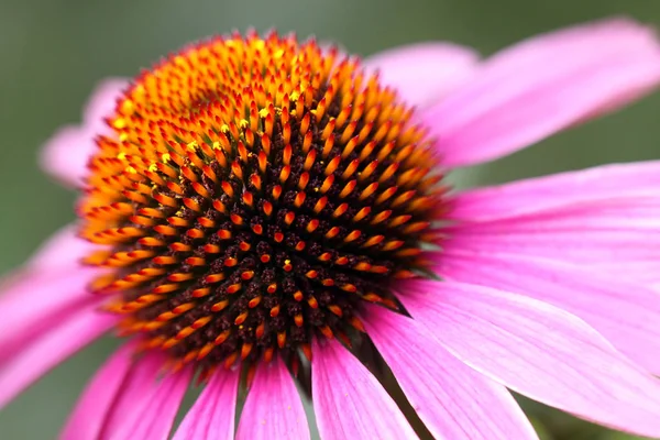 Cerrar Una Flor Una Manía Rosa — Foto de Stock