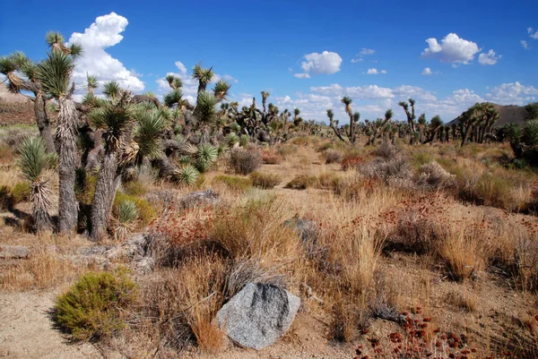 Joschua Baum Nationalpark Wüste — Stockfoto