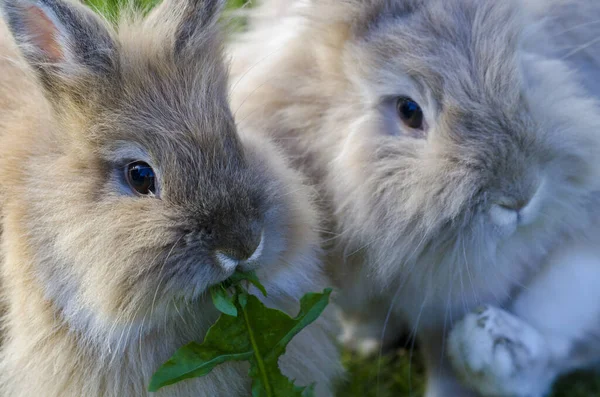 Mignon Lapin Gros Plan — Photo