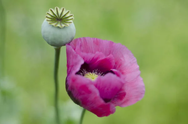 Primer Plano Una Flor Amapola Abierta Rosa Cabeza Semilla Con — Foto de Stock