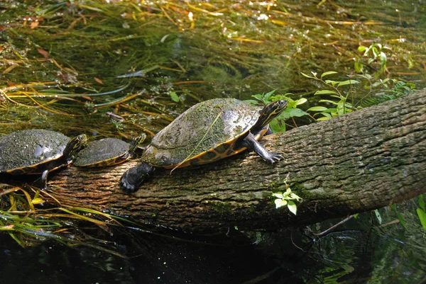 Gölette Yeşil Kurbağa — Stok fotoğraf