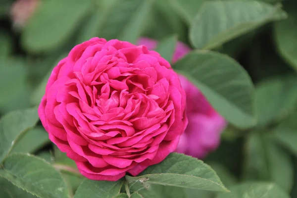 Rosa Híbrido Rosa Rescht Pétalas Flores — Fotografia de Stock