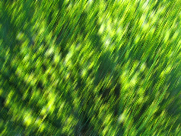 Abstrakte Pflanze Grünen Hintergrund — Stockfoto
