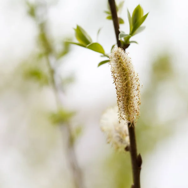 Close Uma Salix Cinerea Salix Cinerea — Fotografia de Stock