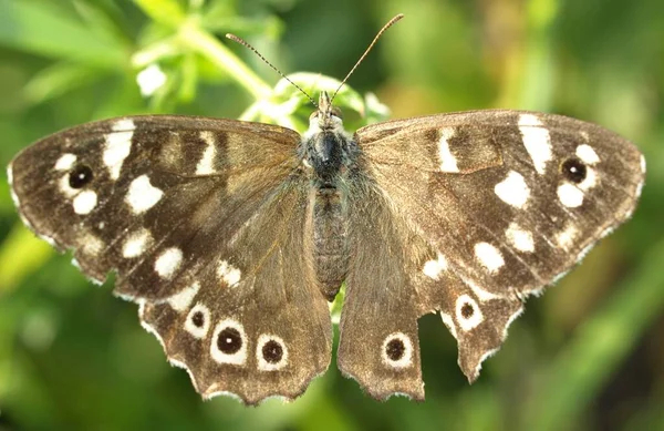 Close Borboleta Habitat Conceito Selvageria — Fotografia de Stock