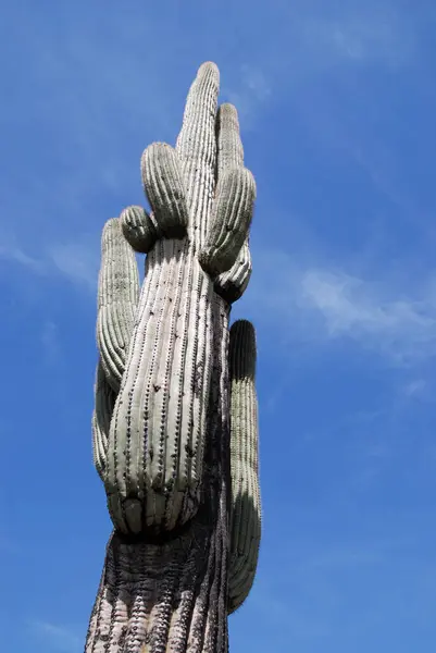 Tropisk Växt Kaktus Botanisk Flora — Stockfoto