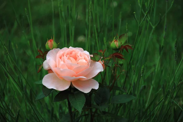 Inglês Rosa Pétalas Flores Planta Jardim — Fotografia de Stock