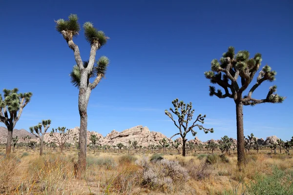 Árbol Josué Parque Nacional Joshua Tree — Foto de Stock