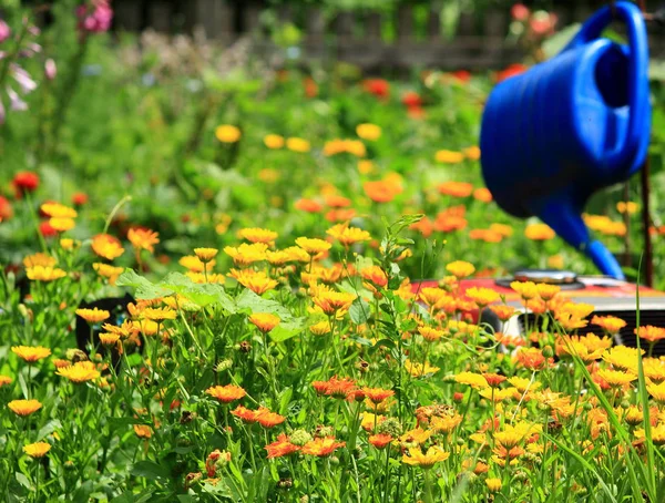 Campo Calendula Con Annaffiatoio Blu — Foto Stock