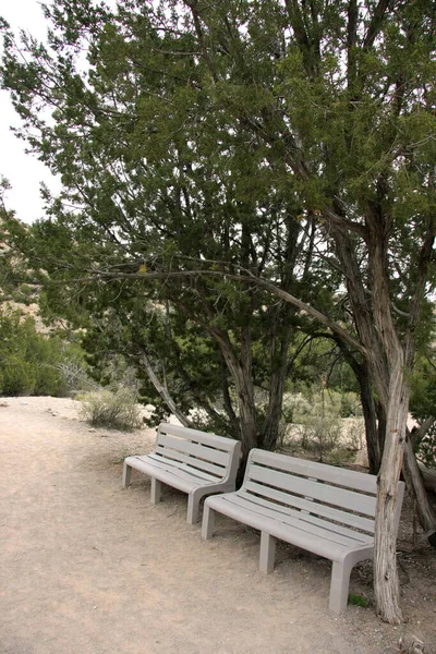 Break Trees Desert — Stock Photo, Image