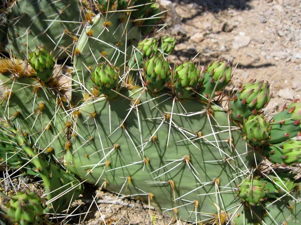 Έρημος Φυτά Στο Νέο Μεξικό — Φωτογραφία Αρχείου
