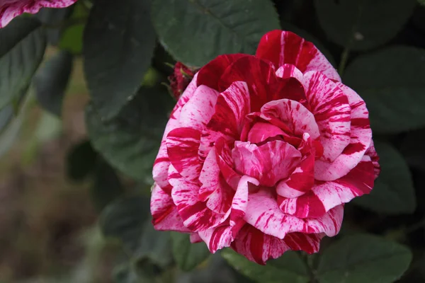 Krásný Botanický Záběr Přírodní Tapety — Stock fotografie