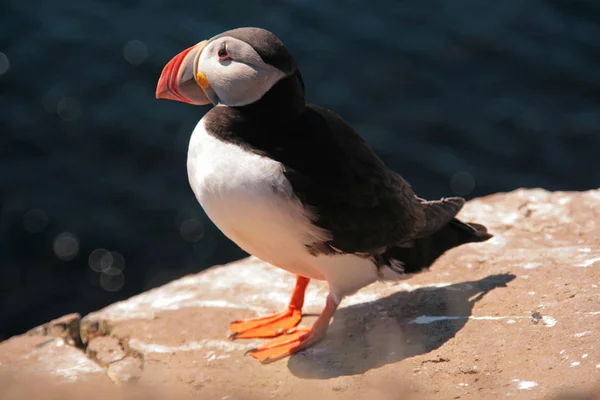 Vista Panoramica Bellissimo Uccello Puffin Natura — Foto Stock