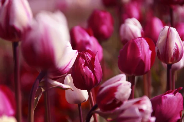 Tulipas Coloridas Flores Primavera — Fotografia de Stock