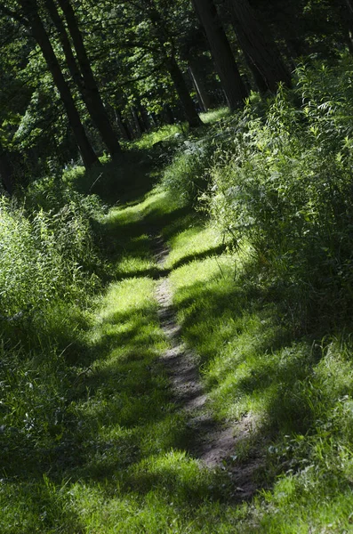 Wąska Ścieżka Wiodąca Przez Dojrzały Angielski Las — Zdjęcie stockowe