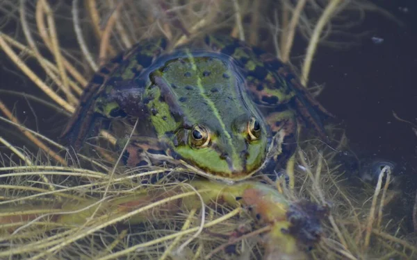 슐레스비히 홀슈타인의 두꺼비 — 스톡 사진