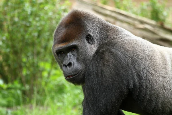 Primatentier Gorilla Affe Affe — Stockfoto