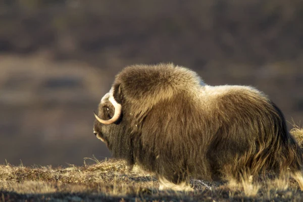 ノルウェーのドヴレヒェルにある野生のムスク牛は — ストック写真