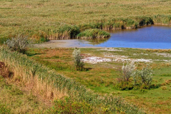 Reed Belt Τοπίο Στο Εθνικό Πάρκο Λίμνη Neusiedl Seewinkel Αυστροουγγρικά — Φωτογραφία Αρχείου