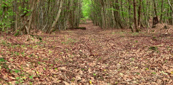 Een Onverharde Weg Het Gemengde Bos Door Beckingen Saarland Duitsland — Stockfoto