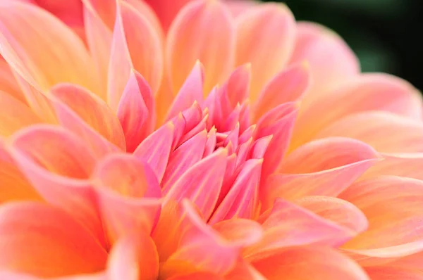 Blütenblätter Einer Blume — Stockfoto