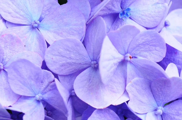 Pembe Tatlı Bezelye Çiçeği Yakın Çekim — Stok fotoğraf