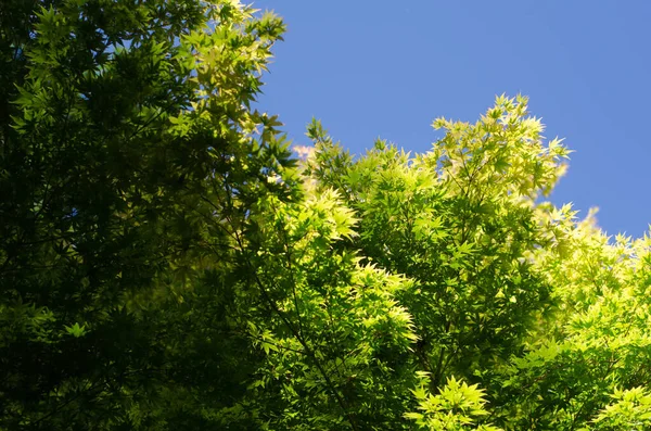 Japanes Maple Ağaç Yaprakları Arka Planda Açık Mavi Gökyüzü Ile — Stok fotoğraf
