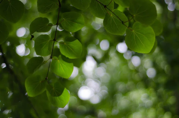 Озисура Cercidiphyllum Fabonicum Leaves Снизу — стоковое фото