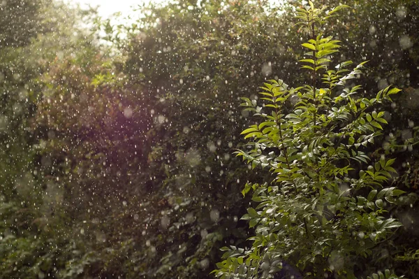 Sun Shines Clear Patch Illuminating Rain Sudden Downpour Rain Falling — Stock Photo, Image