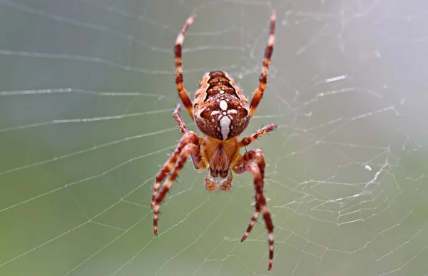 Läskig Spindel Insektsdjur — Stockfoto