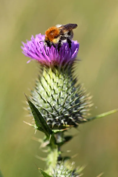 Güzel Yaban Arısı Böceğinin Yakın Görüntüsü — Stok fotoğraf
