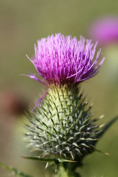 Schöne Blumen Blumiges Konzept Hintergrund — Stockfoto