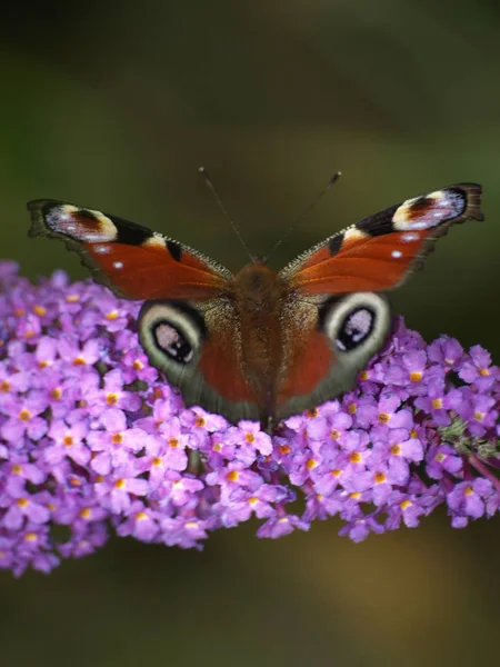 Vista Primer Plano Hermosa Mariposa Colorida — Foto de Stock