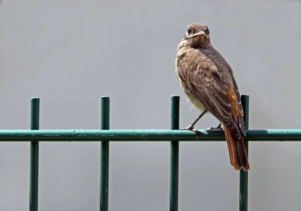 Doğadaki Görkemli Kırmızı Başlangıcın Manzarası — Stok fotoğraf