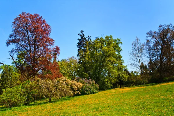 Vårträdgård Vackra Träd Blom Solig Dag — Stockfoto