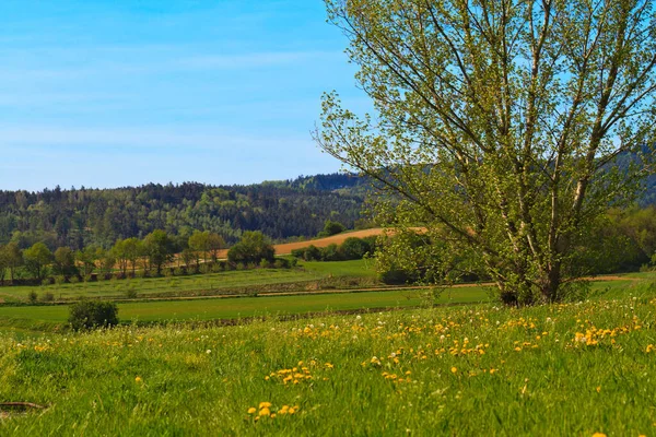 Schöner Baum Steht Gelben Blumen Wiese — Stockfoto