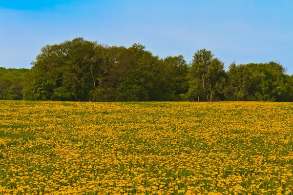 多くの野生の黄色の花で覆われた草原 — ストック写真