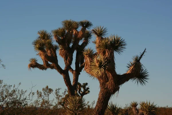 Joshua Tree National Park — Stock Photo, Image