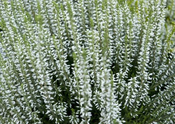 Vollrahmenhintergrund Mit Dichten Filigranen Weißen Blüten — Stockfoto